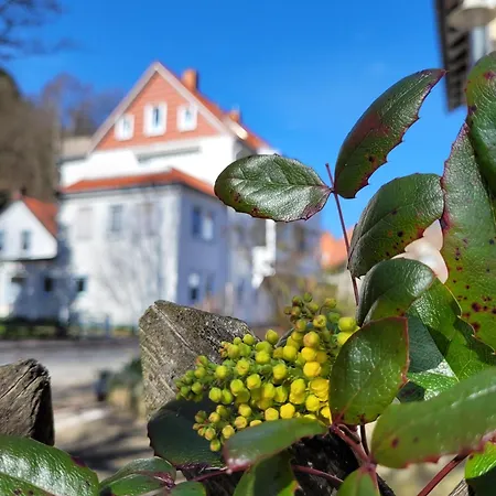 Haus Am Beckerberg Im Harz דירה באד גרונד